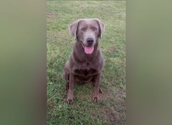 Labrador Welpen in der Farbe Silber mit Ahnentafel!