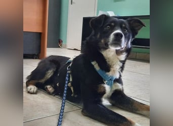 Socke - absoluter Familienhund