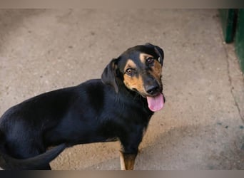 Jack: Ein Hund zum Pferdestehlen!