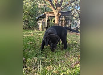 Aussiedor Welpen, Aussiedore suchen ihr Zuhause, Labrador x Australien Shepard