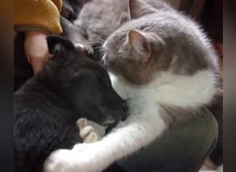 INDIANA ❤ sucht Zuhause oder Pflegestelle