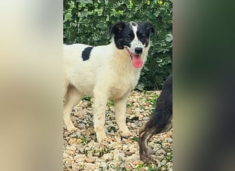 Ringo sucht seine Menschen