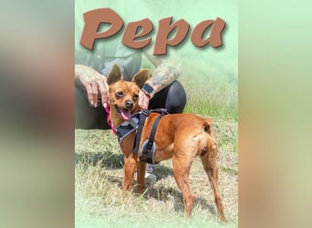 Kika und Pepa - zwei fröhliche Pinschermädchen