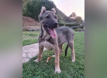LOTTIE❤️HSH-Mix-Hündin: eine wahre Frohnatur und treue Begleiterin