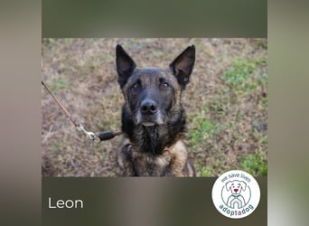 Leon: Malinois-Fans aufgepasst!