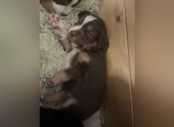 Mini Australien Shepherd Welpen suchen Traumzuhause