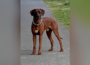 Rhodesian Ridgeback Dark Wheaten