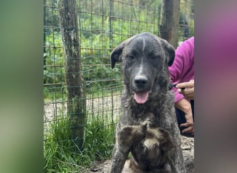 Jackpot - ein majestätischer Doggen-Mix sucht sein Königreich