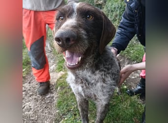 Jack - lebensfroher Drahthaarmix sucht sportliche Familie mit Herz und Hundeverstand