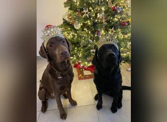 Labradorwelpen suchen ihre neue Familie