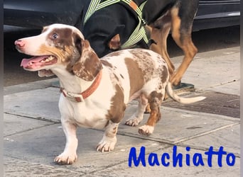 Machiatto 06/2021 (ESP) - verspielter, ausgeglichener und sozialer Dackel!
