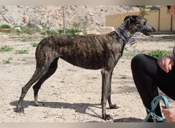 CORA-zarte Galgo-Seele auf der Suche nach einem liebevollen Zuhause