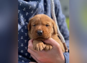 Labrador Welpen in foxred und schwarz aus liebevoller Hobbyzucht