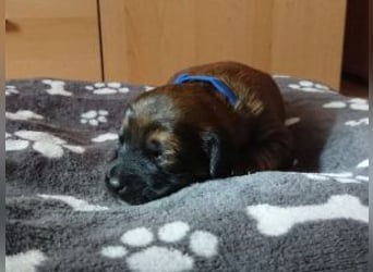 Update :Schoko auf PS in D Rüden