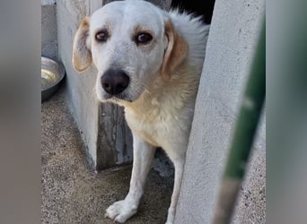 Dado – eine Familienhundehoffnung -