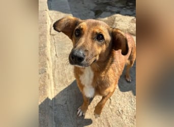 ⭐️MISCHOU⭐️, Hündin, 3,5 Jahre, 30cm, Mischling, Tierschutz