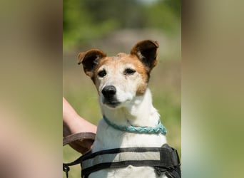 Pici-SI, Schmuse-Omi sucht dringend ein warmes Körbchen