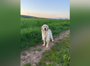 Journey - er sucht sein Für-immer-Herz