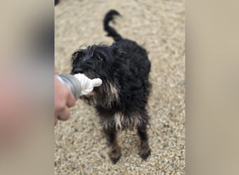Borzi VA – Sensible Schnauzermix-Hündin sucht ein ruhiges Zuhause bei einer einfühlsamen, ruhigen Pe
