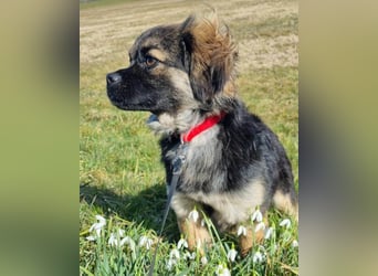 Kleine, feine ♥Roma♥ auf Körbchensuche