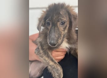 Kaya, geb. ca. 05/2025, lebt in GRIECHENLAND, im städt. Tierheim Serres