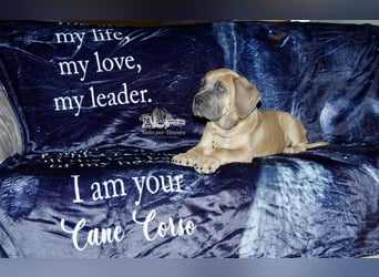 Echte reinrassige, formentino Cane Corso Welpen 