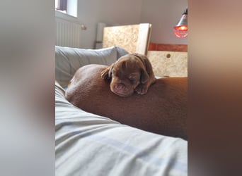 Rhodesian Ridgeback Welpen *livernose* 19./20.Mai2025