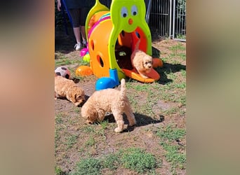 Goldendoodle F1b in Medium