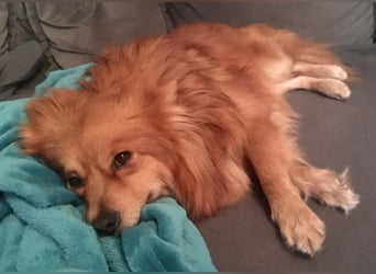 Cinnamon-SR, Süßer Spitz sucht ein Zuhause.