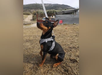 Murphy, möchte endlich ein Zuhause