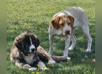 DUNA ❤️ liebevolle Pointer Mix Dame, Pflegefamilie Immenhausen