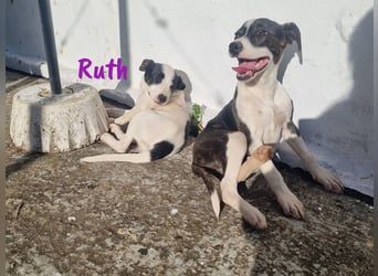 Ruth 10/2024 (ESP Pflegestelle) - sonnige und sanfte, kleine Bodeguero-Mix Welpin!