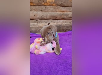 Labrador Aussiedor Welpen aus liebevoller Zucht