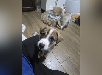 Jeff, Rüde, aktuell 5 Monate