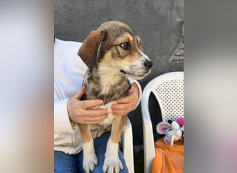 SIMBA - Traumzuhause gesucht