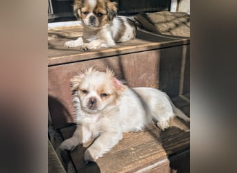 Welpe Traumhund, erzogen, sozialisiert, tolle Gene, schmusig, anhänglich, zauberhaft, Familienhund