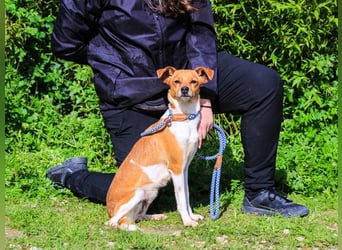 Holly, Mix Chihuahua / Beagle, lieb und verträglich