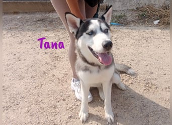Tana geb. 11/2024 (ESP) - neugierige und sportliche, wunderschöne Husky Junghündin!