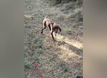 Junior BE – freundlicher Jungspund mit großem Herz