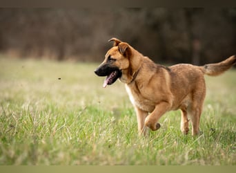 Wollen Sie Pumba kennenlernen?