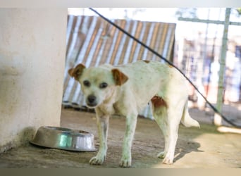 Adela – kleine Hundedame sucht ihr erstes richtiges Zuhause