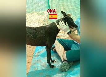 Ona,geb.03/22,verschmustes Galgo Mädel sucht ihre Familie