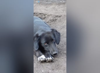 Nika - Mischling aus  Labrador und Spaniel sucht ein echtes Zuhause.