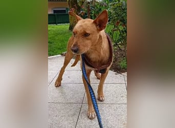 ❤️ CHICO ❤️