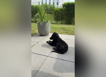 Aussiedoodle Welpe Bella * weiblich * 13 Wochen * gechipt, geimpft, entwurmt