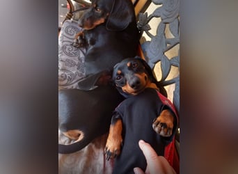 Zwergchen PIPPI sucht ihren Menschen und Dackelkumpel