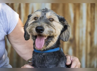 Boomer-SI, junger Hund sucht aktive Familie