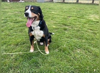 Cooper, Entlebucher Sennenhund, geb. 2016, sehr menschenbezogen