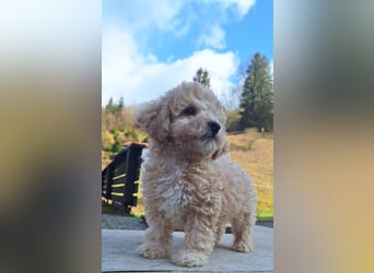 maltipoo Welpen Stammbaum
