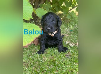 Aussiedoodle / Aussiepoo  F1b